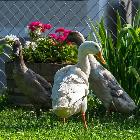 Apartman Apartmaji Prton