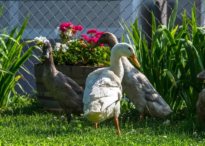 Διαμέρισμα Apartmaji Prton